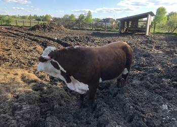 Sprzedam byka Hereford rozpłodowy