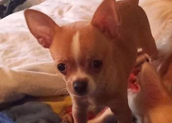 Chihuahua suczka bezowa
