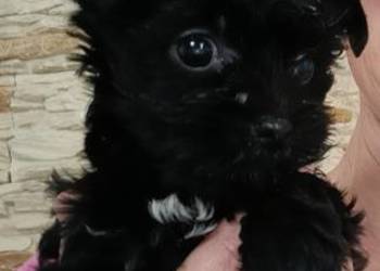 Yorkshire Terrier Black XXS