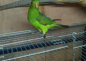 Papuga czerwonoskrzydła