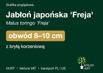 Jabłoń japońska 'Freja' (Malus toringo) obwód 8-10 cm, z bryłą – HURT
