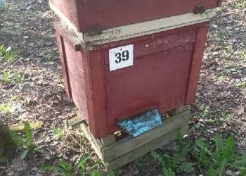 Ule pszczele, pszczoły