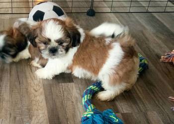 Shih-tzu szczeniaki