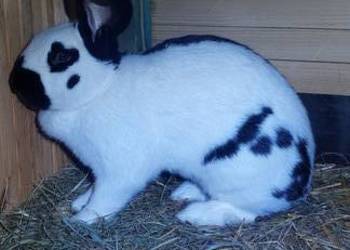 Sprzedam samca srokacz niemiecki