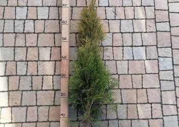 Tuja szmaragd 70-80 cm doniczka 3l Krosno / Dowóz