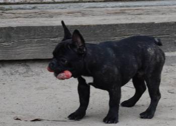 buldog francuski ZKwP FCI