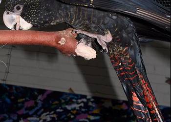 Żałobnica rudosterna Calyptorhynchus banksi