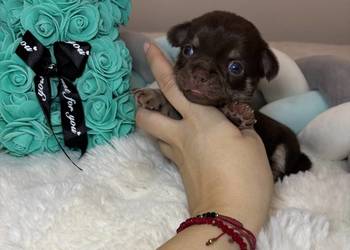 Chihuahua długowłosy piesek choco tan badania DNA rodowód