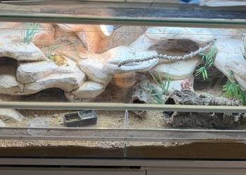 Agama karłowata z terrarium
