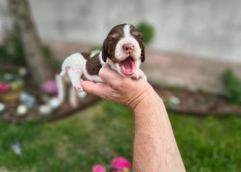 Jamnik długowłosy Piebald Brindle Choco Czekoladowy