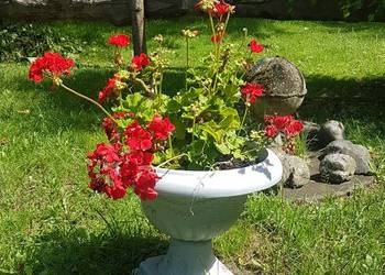 pelargonia