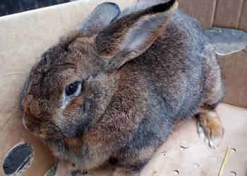 Królik - dorosła samica