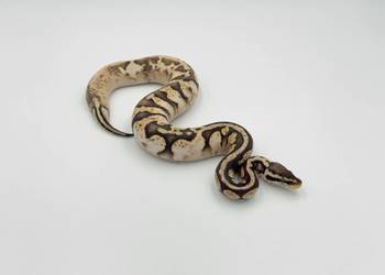 Pastel Fire Orange dream Sugar Yellow belly Phantom samiec Pyton regius wąż