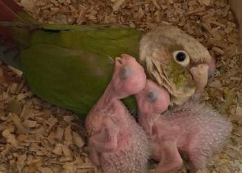 Rudosterki pinaple zielone czerwone pary lęgowe ręcznie karmione