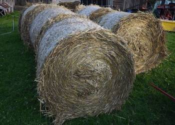 Słoma pszeniczna tegoroczna