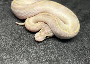 Dorosłe gotowe na sezon jak i młode węże zbożowe