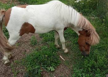 Koń kucyk ogierek świętokrzyskie