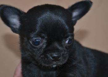 CHIHUAHUA ŚLICZNA CZARNA SUNIA MAMBA