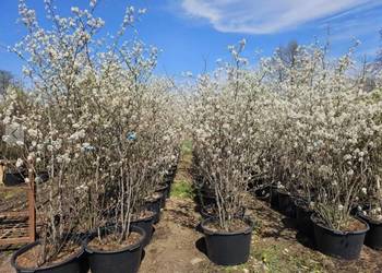 Amelanchier Świdośliwa Lamarcka