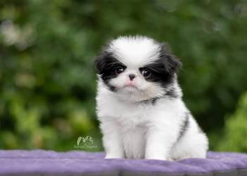 Chin Japoński szczeniak Japan Chin Japanese Chin