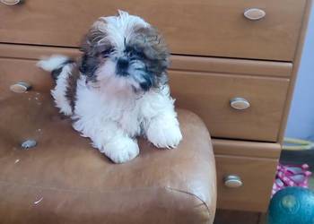 Shih Tzu śliczna sunia