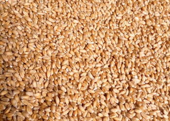 Pszenica ozima owies zbiór 2025r. Pszenica ozima owies zbiór 2025r.