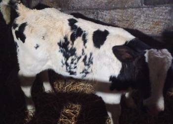 Byczek dwutygodniowy BB miesny