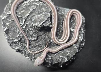 Wąż zbożowy, samiec