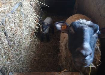 Sprzedam jagniąta czarnoglówki 3miesiace owceSprzedam jagniąta czarnoglówki