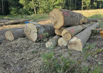 Kłody liściaste na blaty, monolity i stoły z żywicą — dąb,jesion,wiąz,lipa