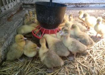 Sprzedam młode gęsi kołudzkie