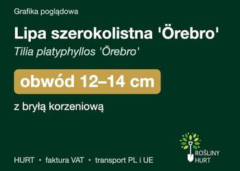 Lipa szerokolistna 'Örebro' obwód 12-14 cm, z bryłą – HURT