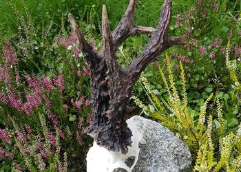 Parostki rekord Polski Parostki rekord Polski