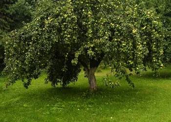 Sprzedam jablka antonowka bez opryskow