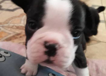 Buldog Francuski