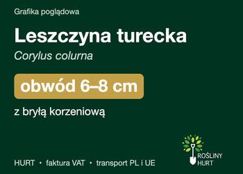 Leszczyna turecka (Corylus colurna) obwód 6-8 cm, z bryłą – HURT
