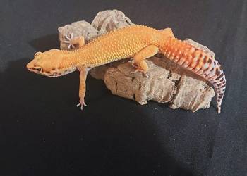 Gekony lamparcie , gekon samica