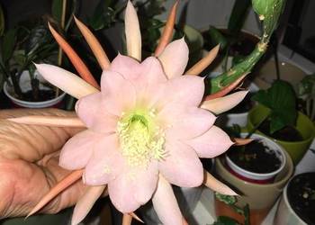 Epiphyllum Blushing Star