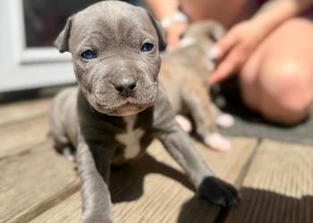 Oddam Szczeniaki American Staffordshire Terrier