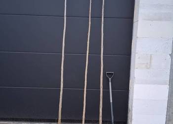 Sadzonka i podkladka morwa katalpy klon modrzew