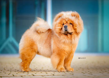 Chow-chow z rodowodem (po badanych rodzicach)