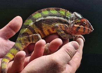Kameleon lamparci odmiany lokalizacyjnej Sambava