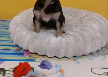 Suczki/Piesek buldog francuski okolice Warszawy