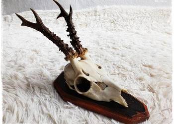 Parostki nr2 młodego kozła jelenia z czaszką długość 18cm
