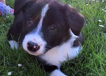 Suczka border collie  - do odbioru