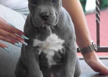 Amstaff Blue - samiec R9