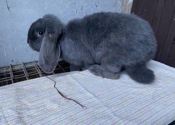 Króliki barany francuskie niebieskie samiczki