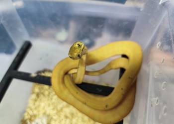 Boa leśny Corallus hortulanus samica CB 2024