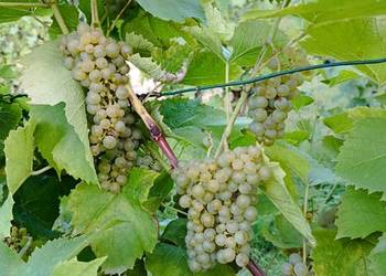 Sprzedam winogrona Solaris na wino, soki