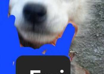 Dostępne szczeniaki rasy Syberian husky